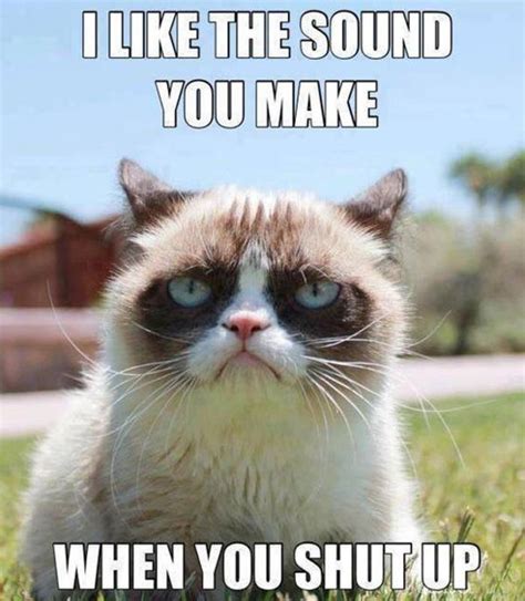 cat memes pictures grumpy